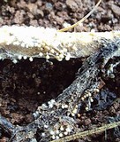 Athelia rolfsii image