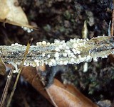 Athelia rolfsii image