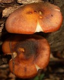 Armillaria gallica image