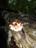 Xylaria cubensis image