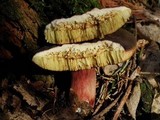 Boletus zelleri image