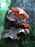 Auricularia fuscosuccinea image