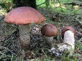 Leccinum piceinum image