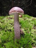 Leccinum cyaneobasileucum image
