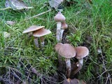 Cortinarius parvannulatus image