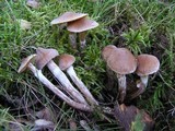 Cortinarius parvannulatus image