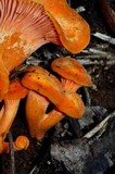 Cantharellus concinnus image