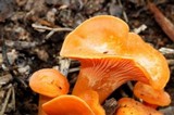 Cantharellus concinnus image