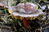 Russula clelandii image