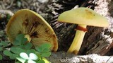 Gymnopilus luteus image
