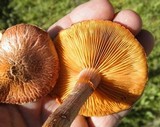 Gymnopilus luteofolius image