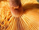 Gymnopilus luteofolius image
