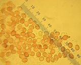 Rhodocollybia maculata image