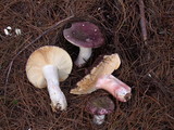 Russula olivacea image