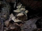 Trametes suaveolens image