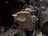 Trametes suaveolens image