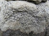 Porpidia albocaerulescens var. albocaerulescens image