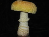 Amanita persicina image