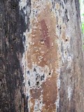 Eichleriella deglubens image