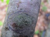 Lecidea varians image