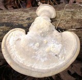Trametes gibbosa image