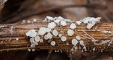 Lachnum salicariae image