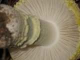 Amanita persicina image