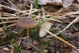 Strobilurus tenacellus image