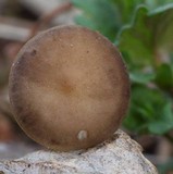 Strobilurus tenacellus image