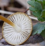 Strobilurus tenacellus image