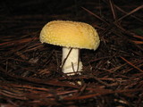 Amanita persicina image