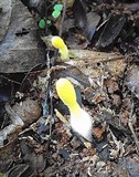 Leucocoprinus fragilissimus image