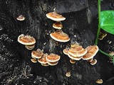 Rigidoporus microporus image