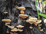 Rigidoporus microporus image