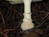 Amanita persicina image