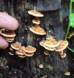 Rigidoporus microporus image