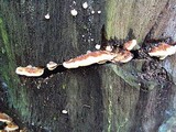 Rigidoporus microporus image