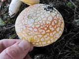 Amanita aprica image