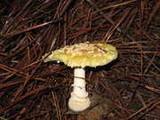 Amanita persicina image