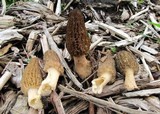 Morchella importuna image