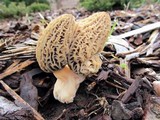 Morchella importuna image