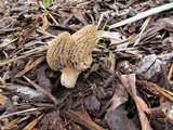 Morchella importuna image