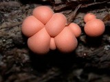 Lycogala epidendrum image