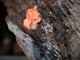 Lycogala epidendrum image