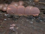 Lycogala epidendrum image