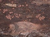 Lycogala epidendrum image