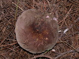 Russula olivacea image
