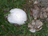 Calvatia pachyderma image