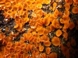 Byssonectria fusispora image