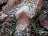 Tricholoma fracticum image
